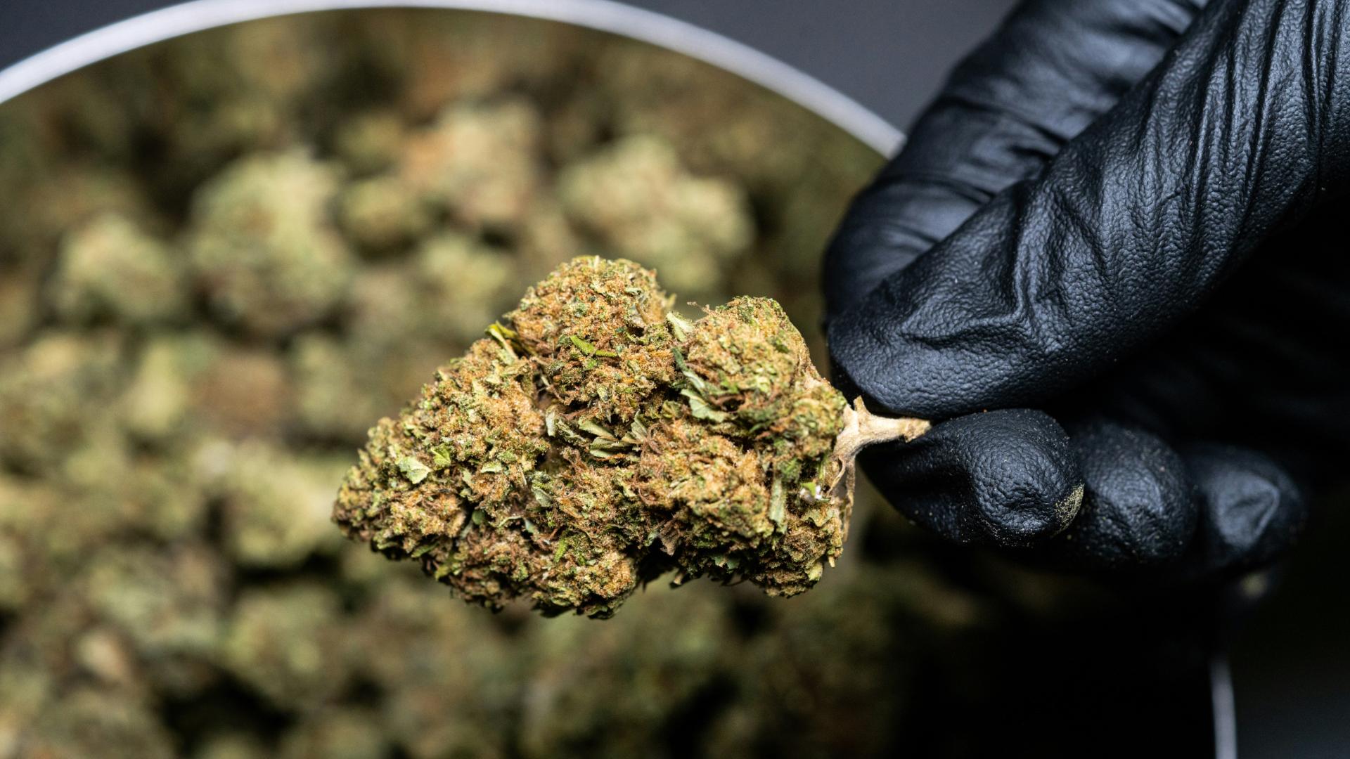person in black leather gloves holding cannabis flower bud