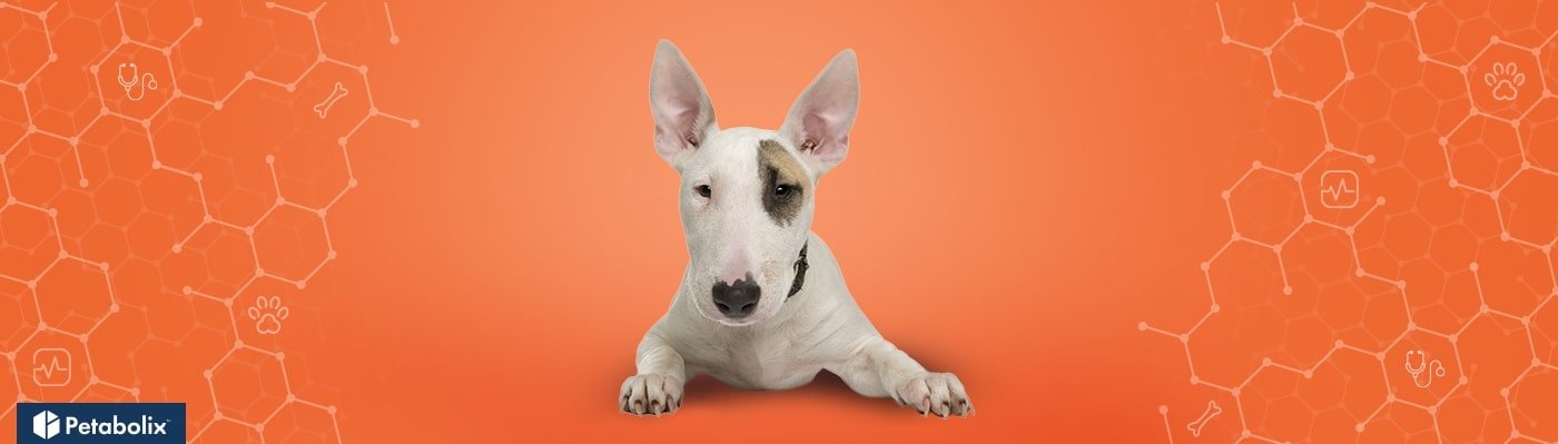 Bull Terrier image