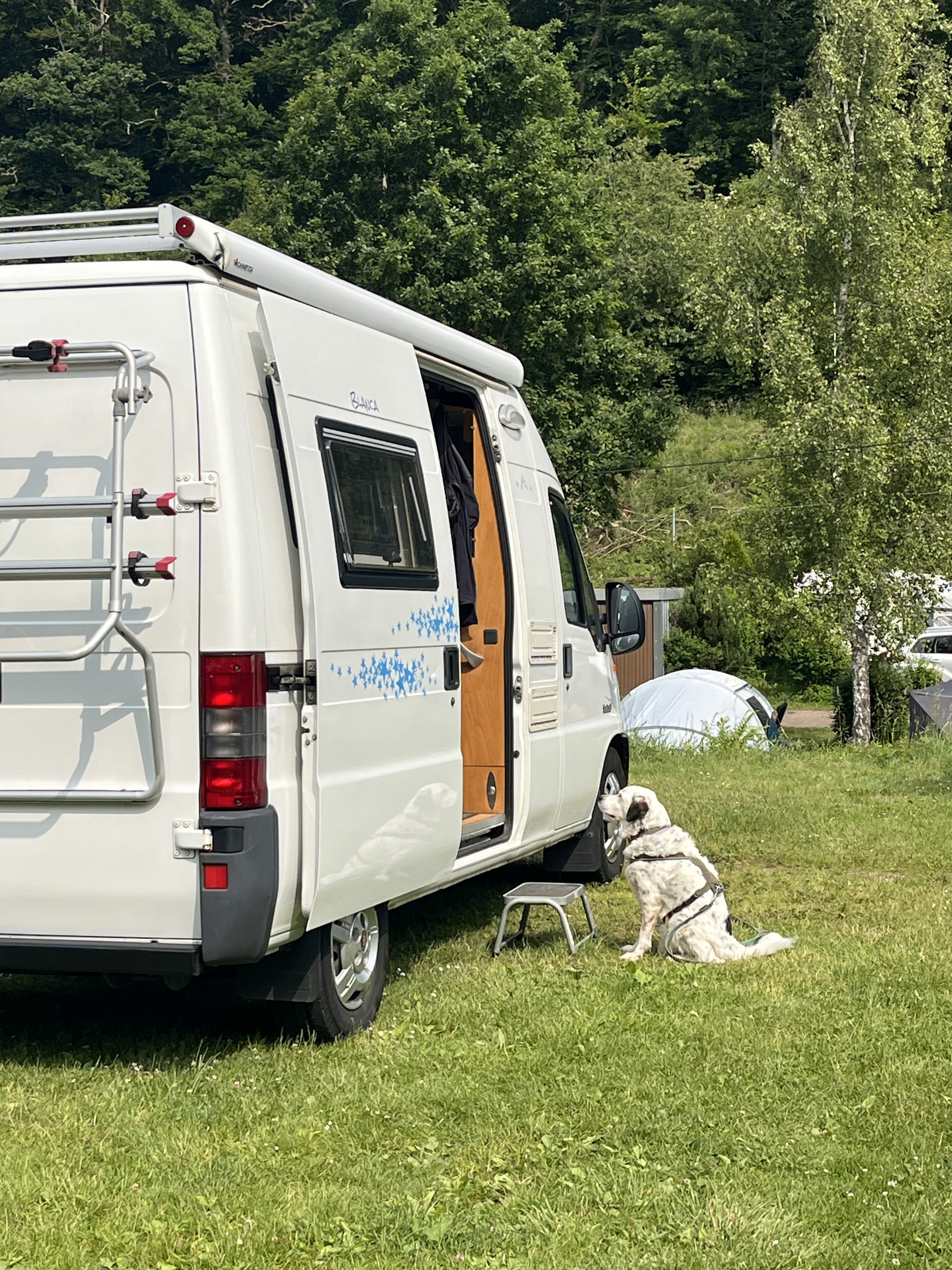 Dog waits in front of the van