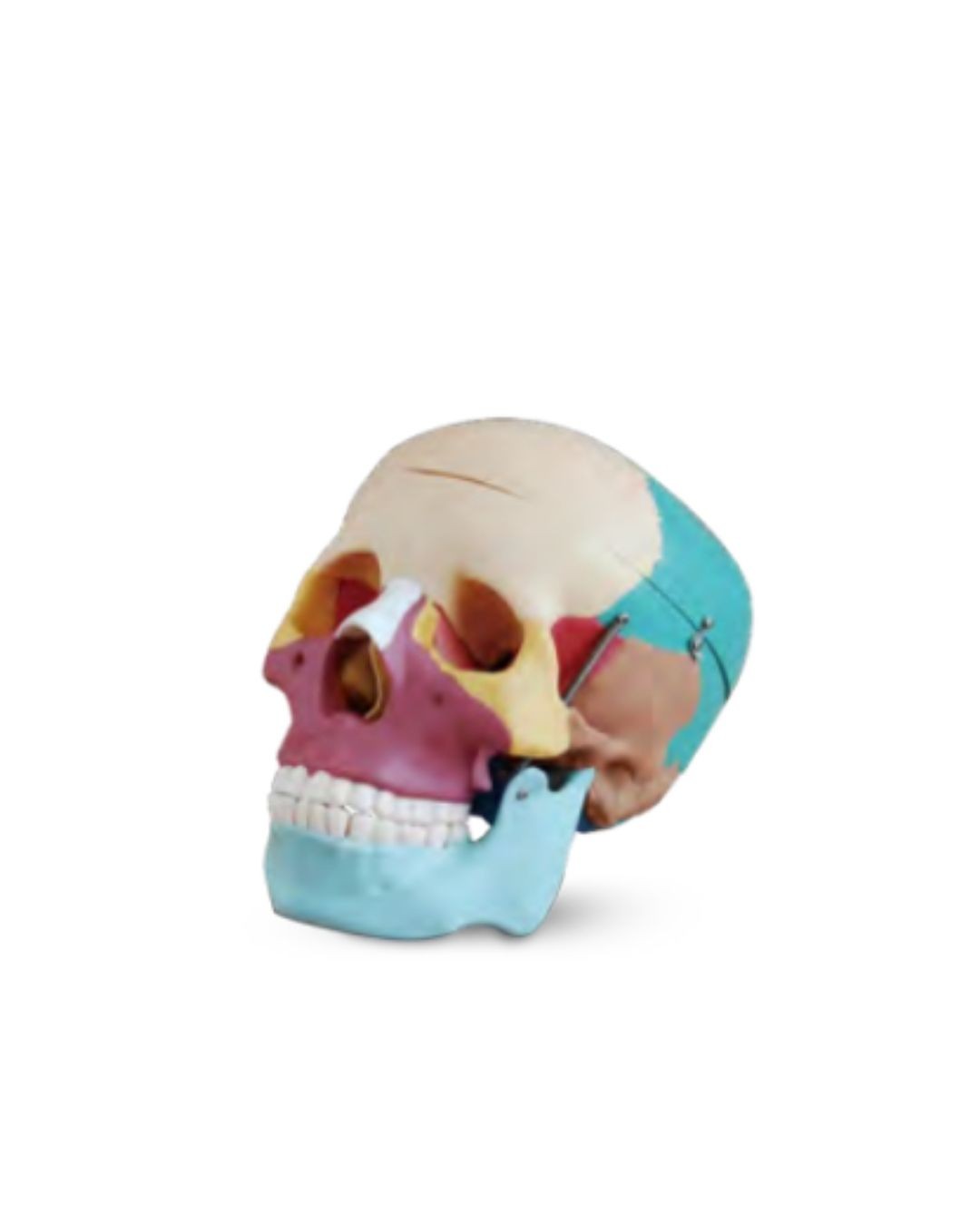 Colored Human Skull