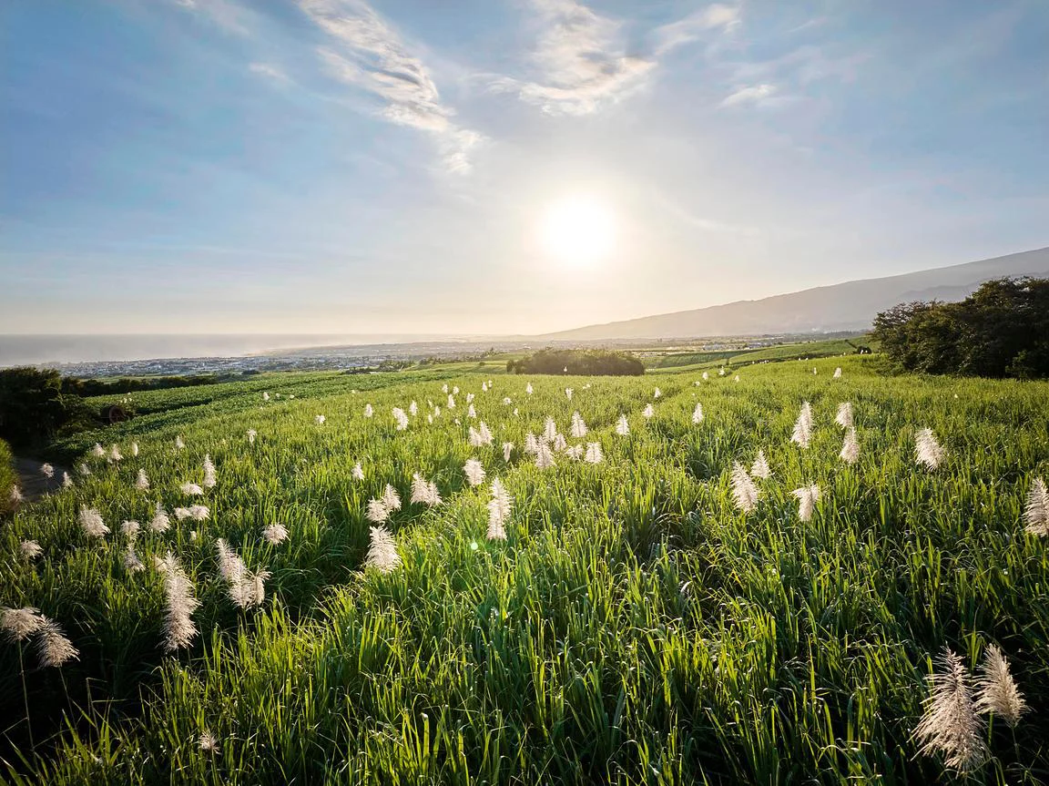 Paysage agricole de La Réunion : fleurs de canne à sucre sous la lumière dorée — David Dijoux