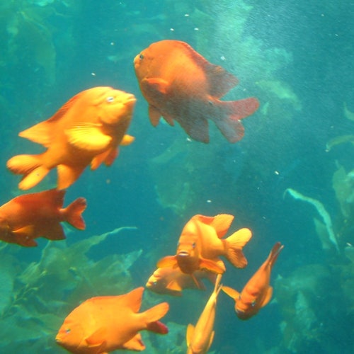 Several vibrant orange fish swim together in a clear turquoise blue water surrounded by underwater plants.