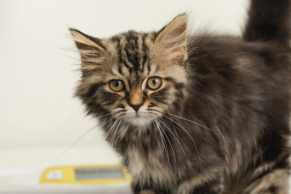 A closeup of a cat inside the vet clinic.