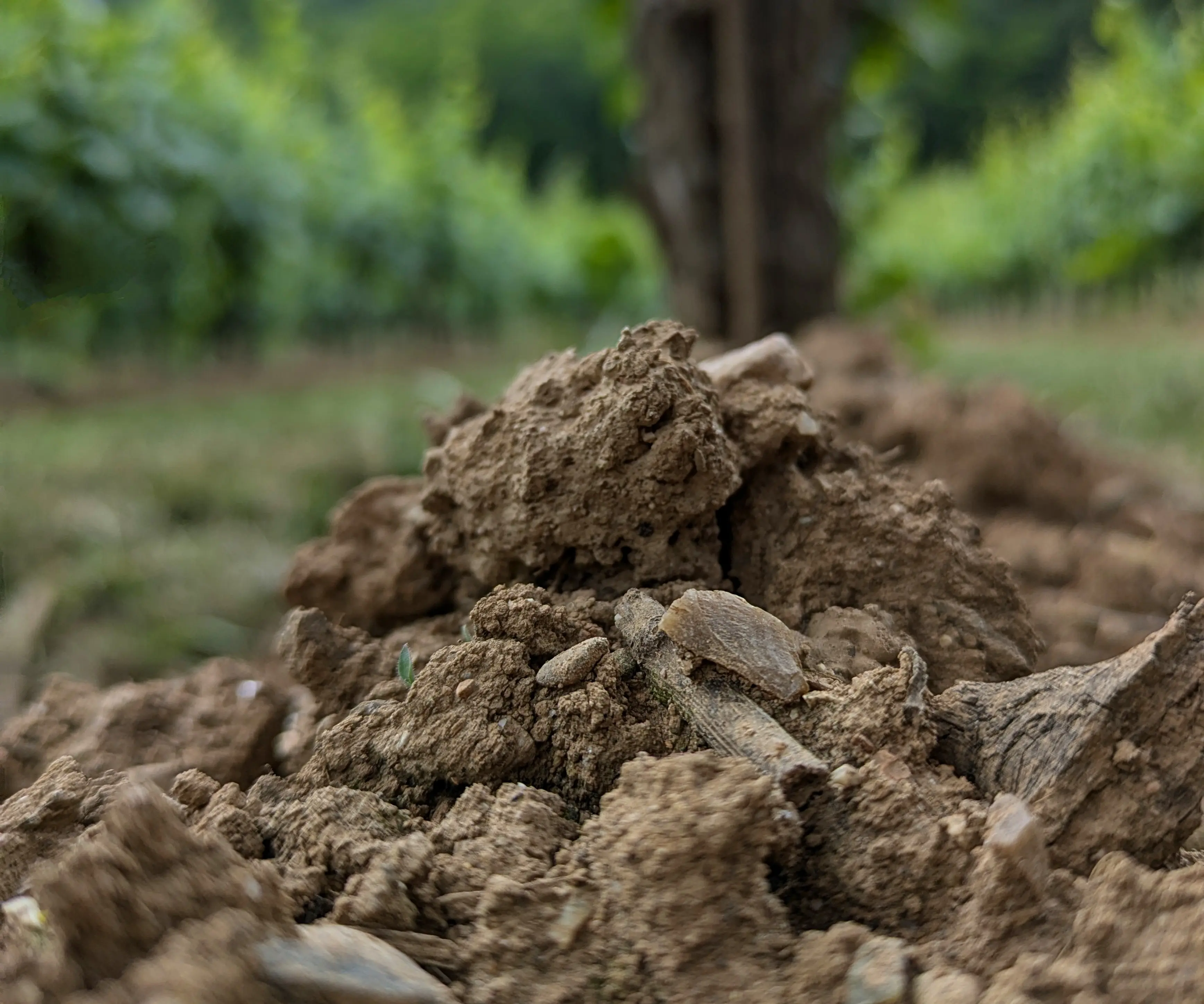 Suolo del Monte Orfano