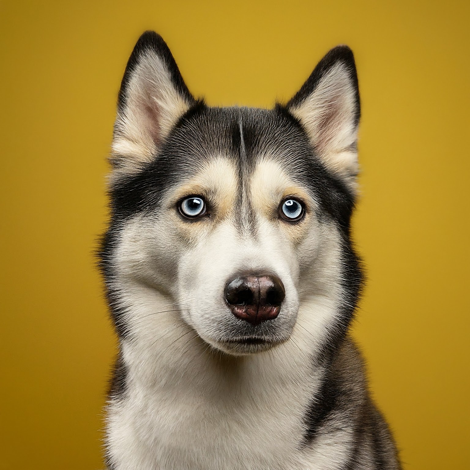 BUDDYUNO, Siberian Husky