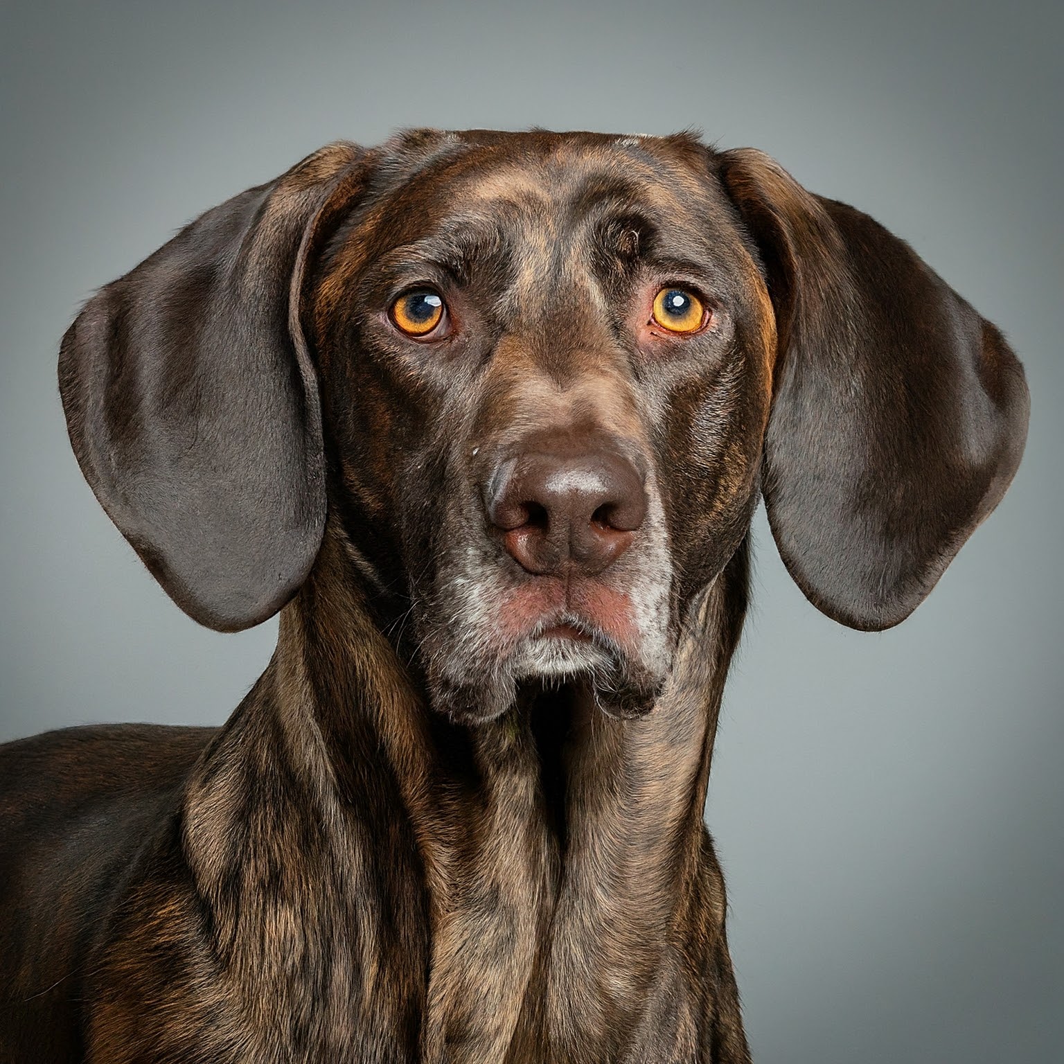 BUDDYUNO, Hanoverian Scenthound