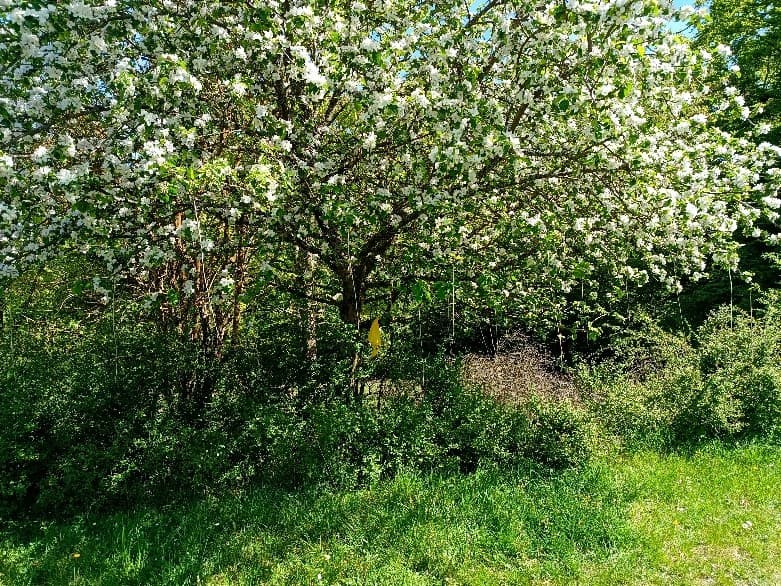 eine grüne wiese und bäume
