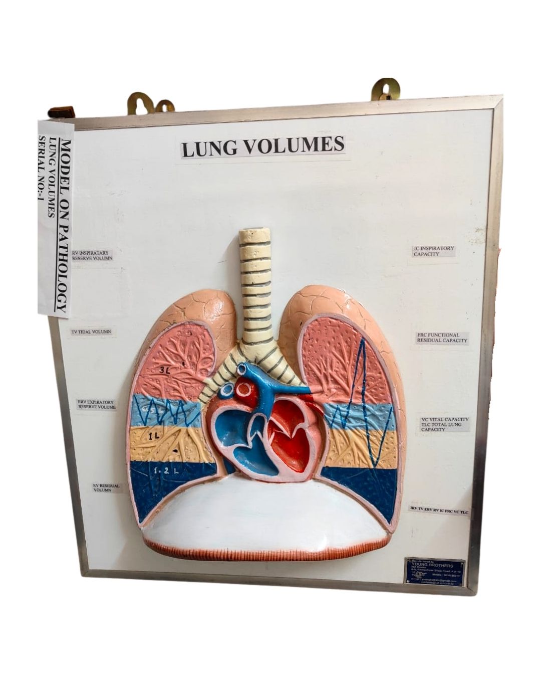 Lung Volumes Model