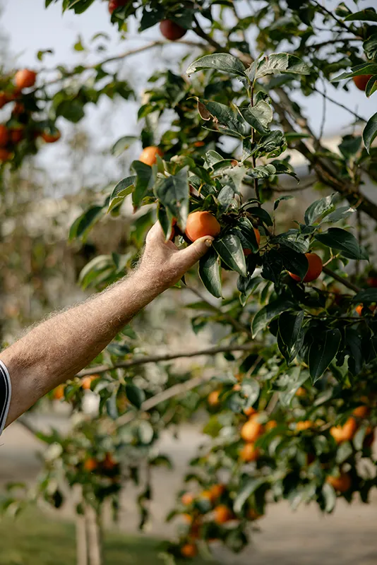 Tomatoes growing on the vine in a garden.