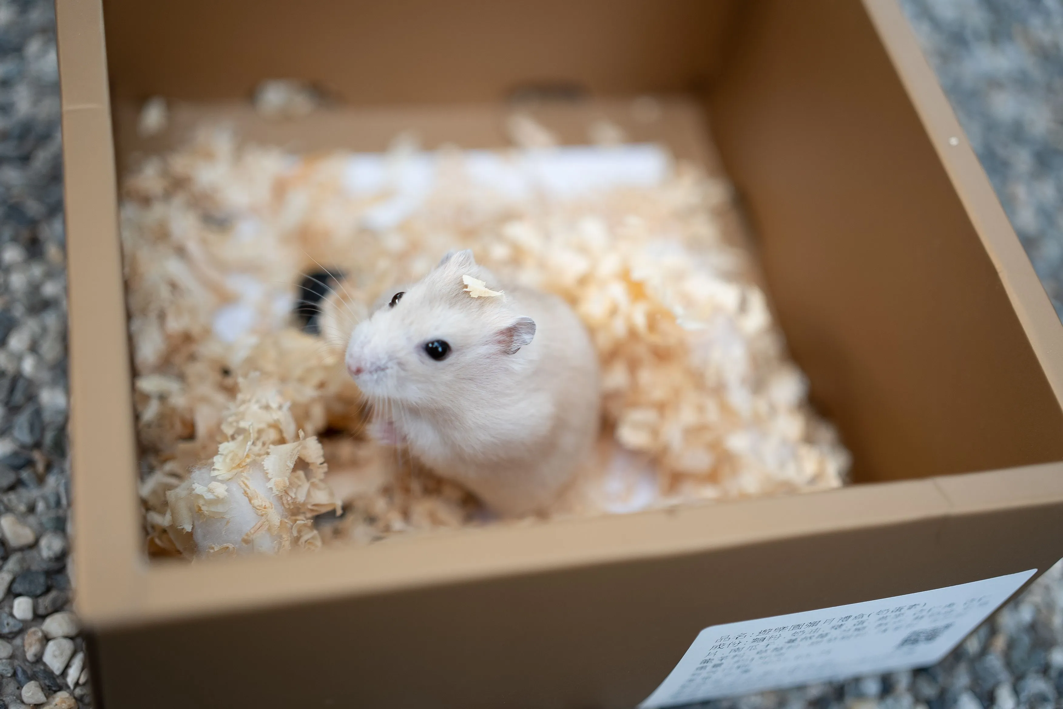 a white mouse in a box