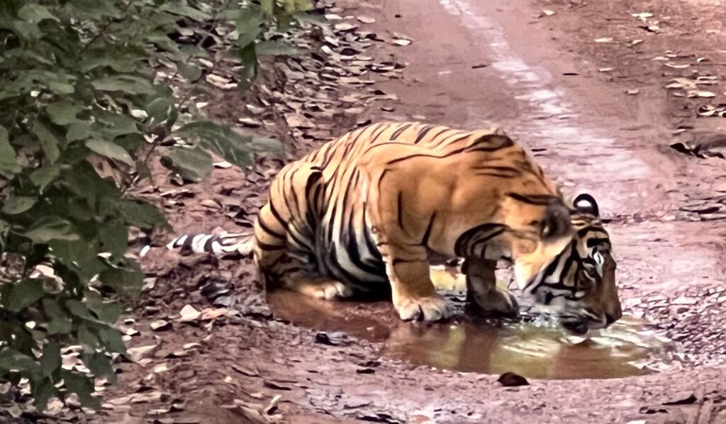 A tiger drinking water at Ranthambore National Park spotted on a tiger safari.