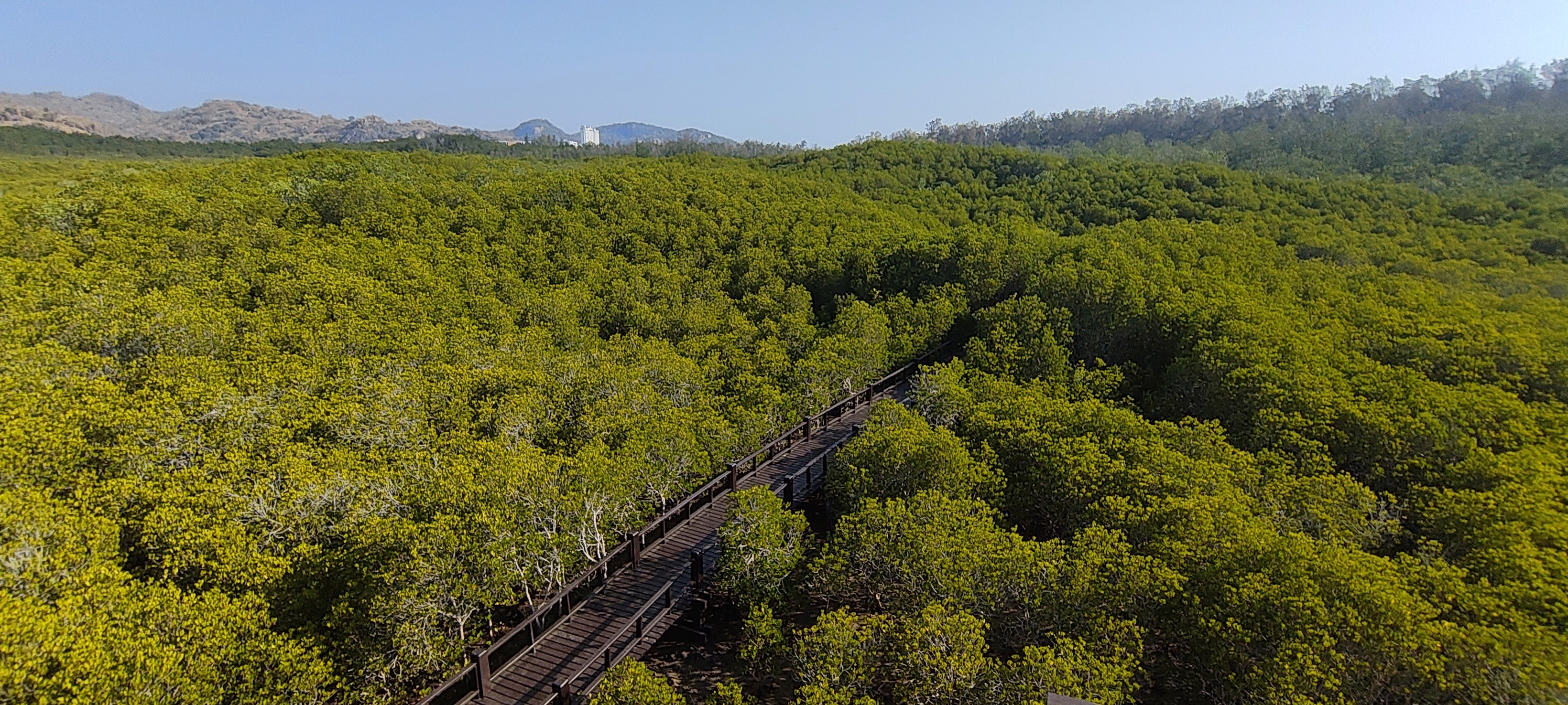 The Mangrove Boardwalk