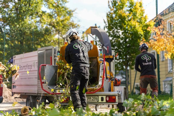 Seilklettertechnik zur Baumpflege, Baumkatastern, Obstbaumschnitt, Baumpflege, Pflege von Bäumen