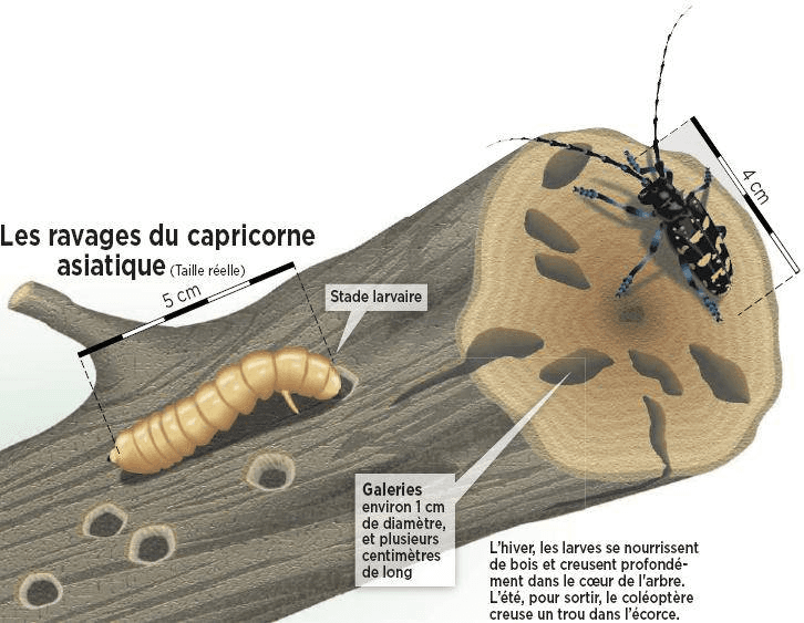 trous capricorne asiatique