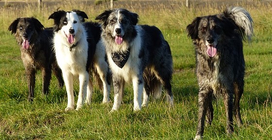 Het sociale leven van je hond verbeteren
