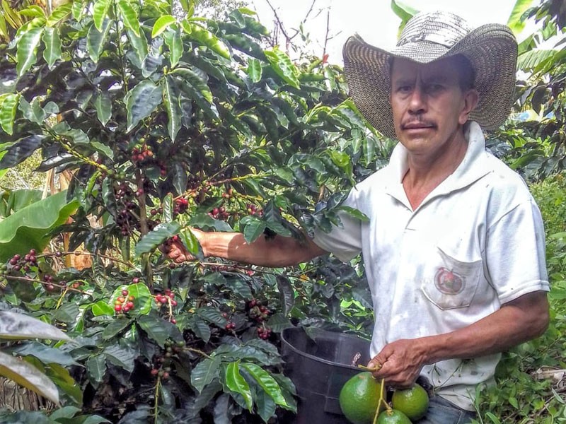 Los Pirineos Farm: Orange Pacamara Natural