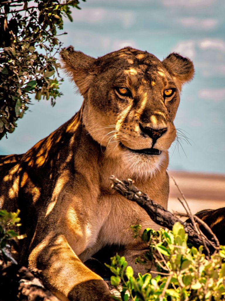 lion tanzania safari