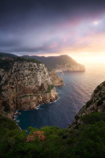 A lone tree in the middle of a yellow field on a clear day