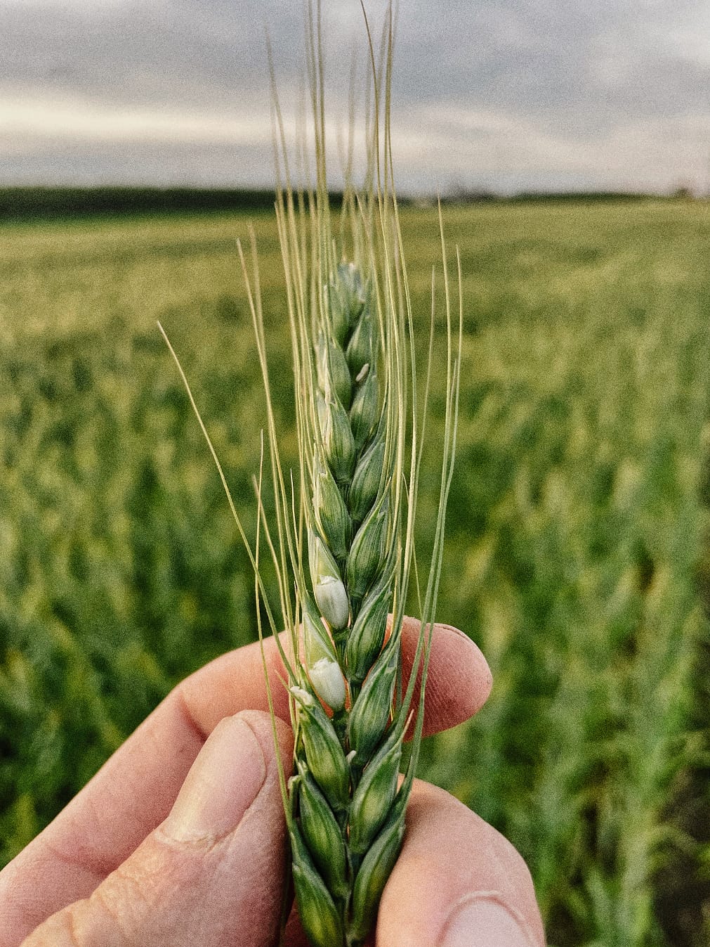 Farmer Kris in the wheat field