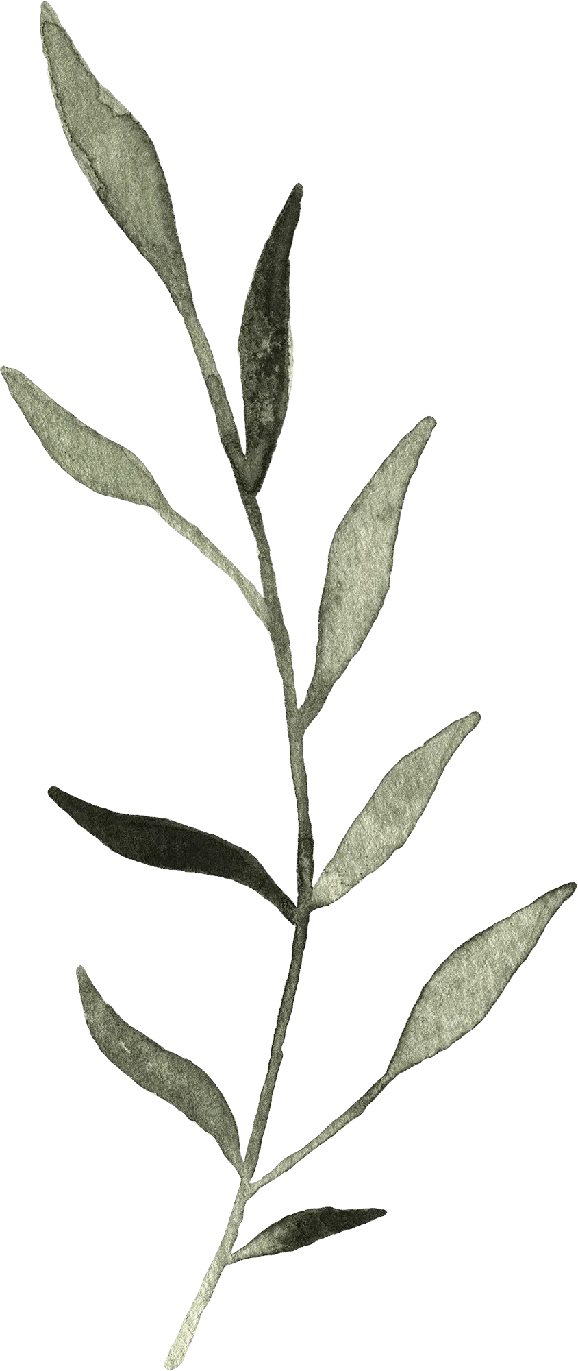 Watercolor twig_08