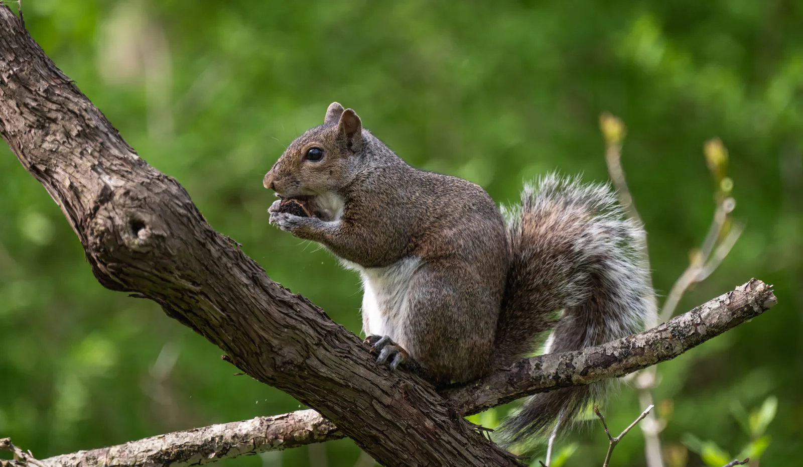 Red squirrel