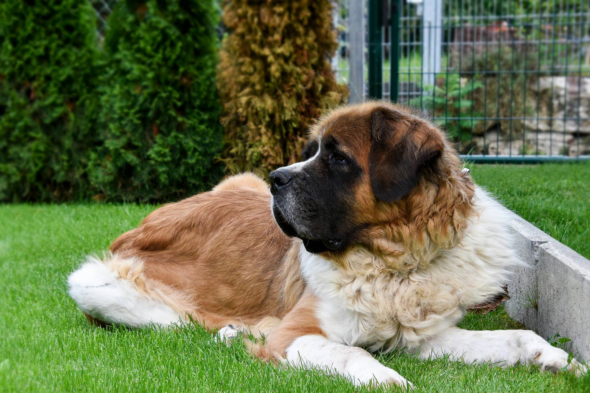 Saint Bernard Grooming Guide