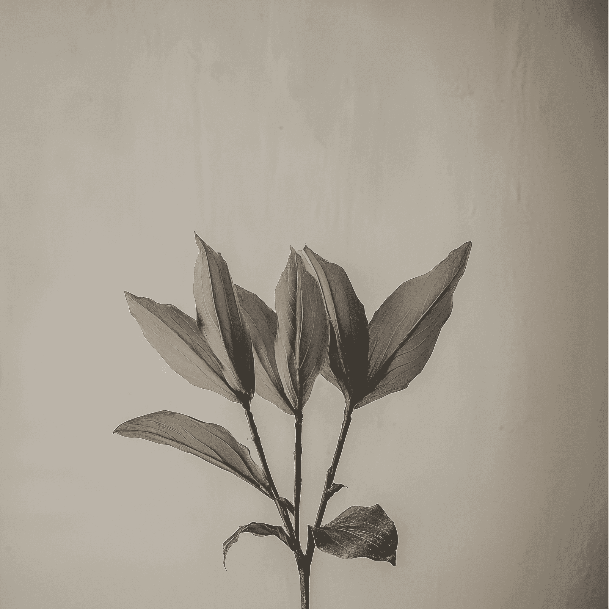 A monochromatic image featuring a trio of elongated leaves emerging from slender stems, set against a softly lit, textured beige background. The leaves, exhibiting a smooth surface and subtle veins, fan out elegantly, creating a striking contrast with the simple backdrop. The composition exudes a sense of tranquility and minimalism.