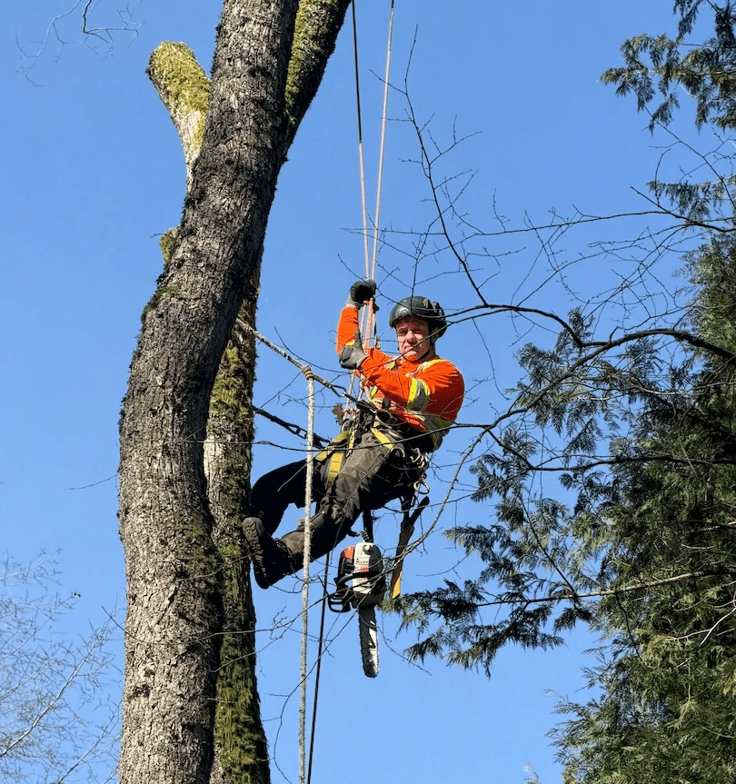 Man in safety gear in a tree