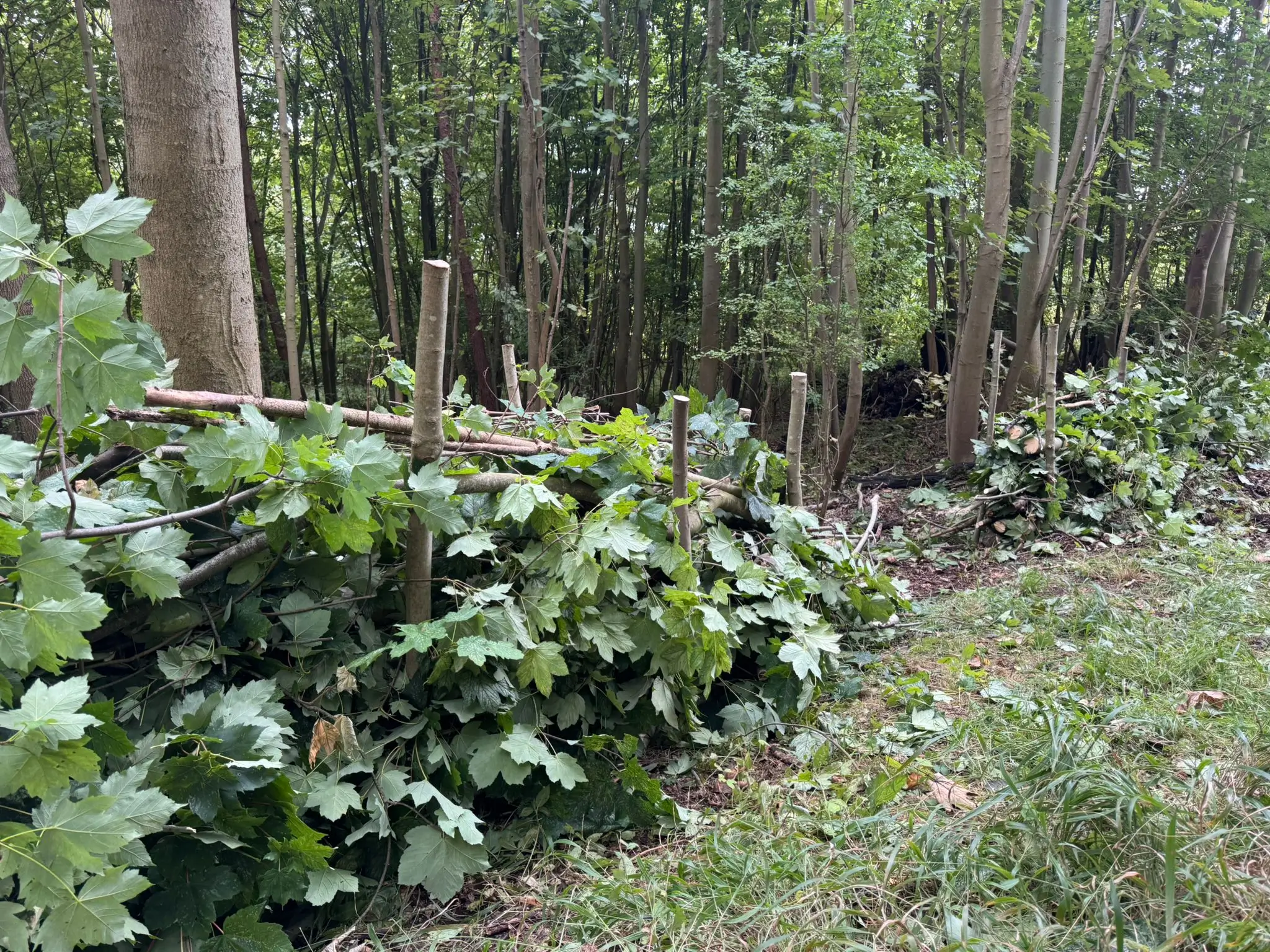 A lush green patch with leafy plants beside a wooded area, creating a serene natural environment.