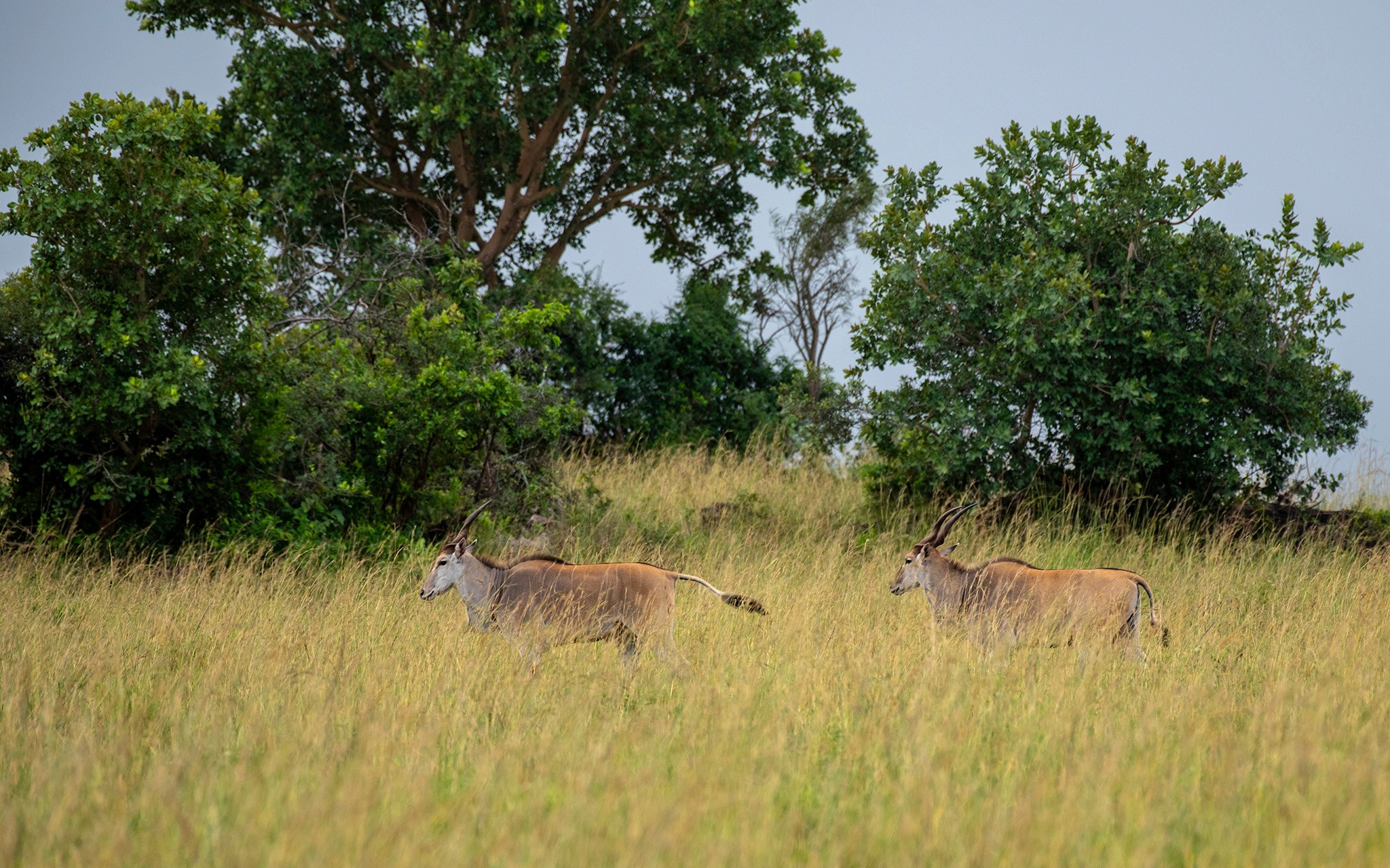 Common elands in Kidepo Valley National Park