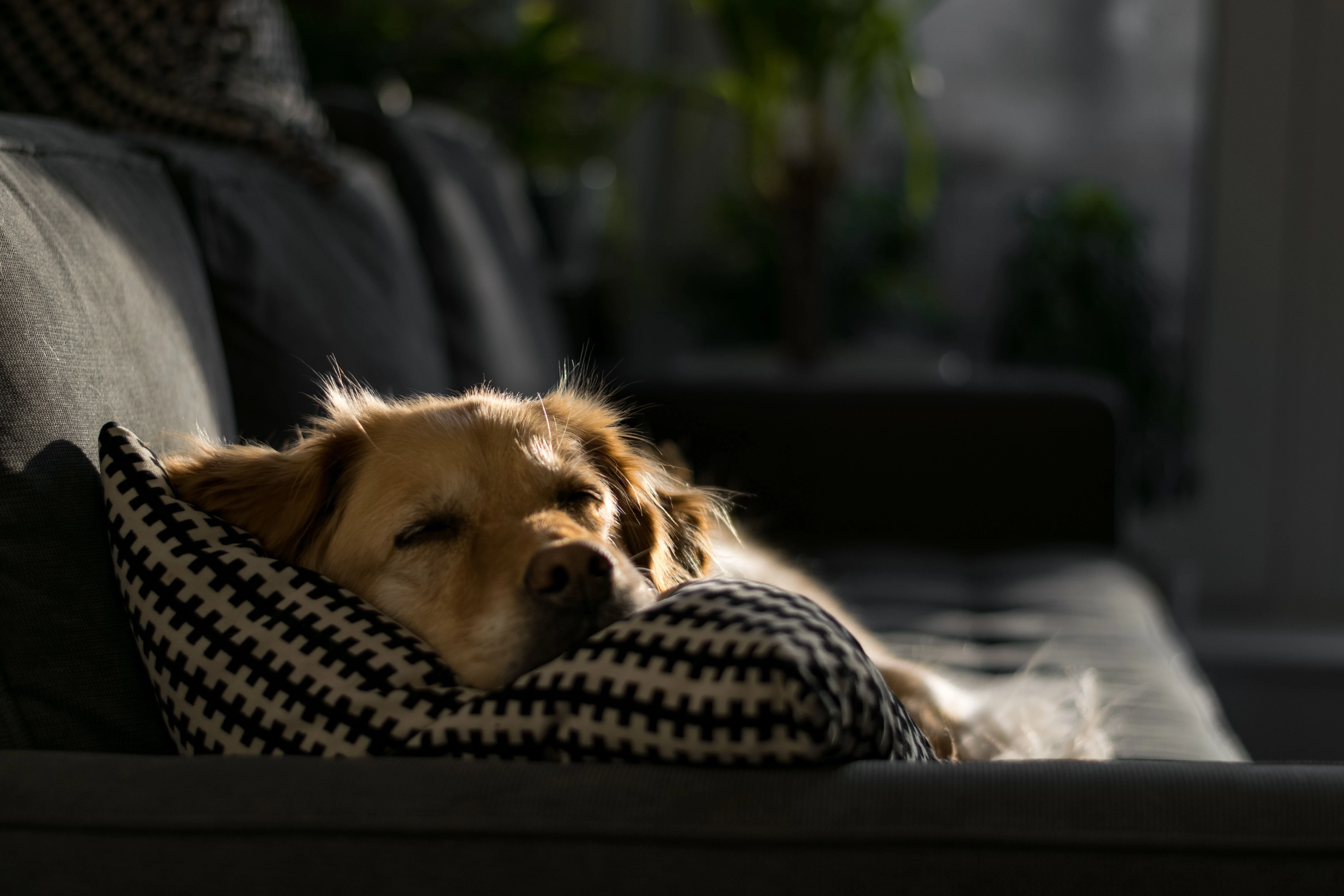 a labrador dog laying on a couch