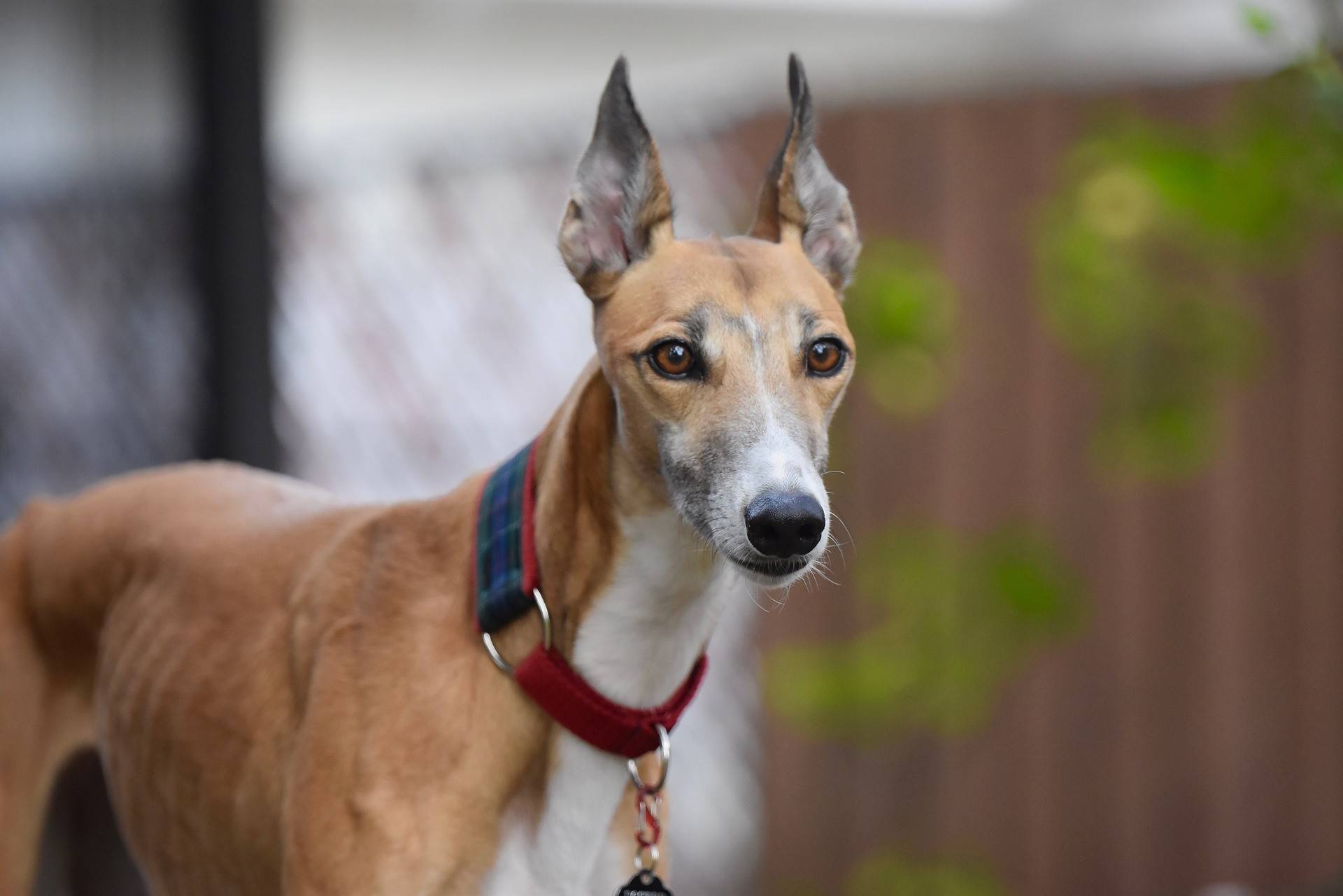 Greyhound: The Sweet and Agile Racing Dog