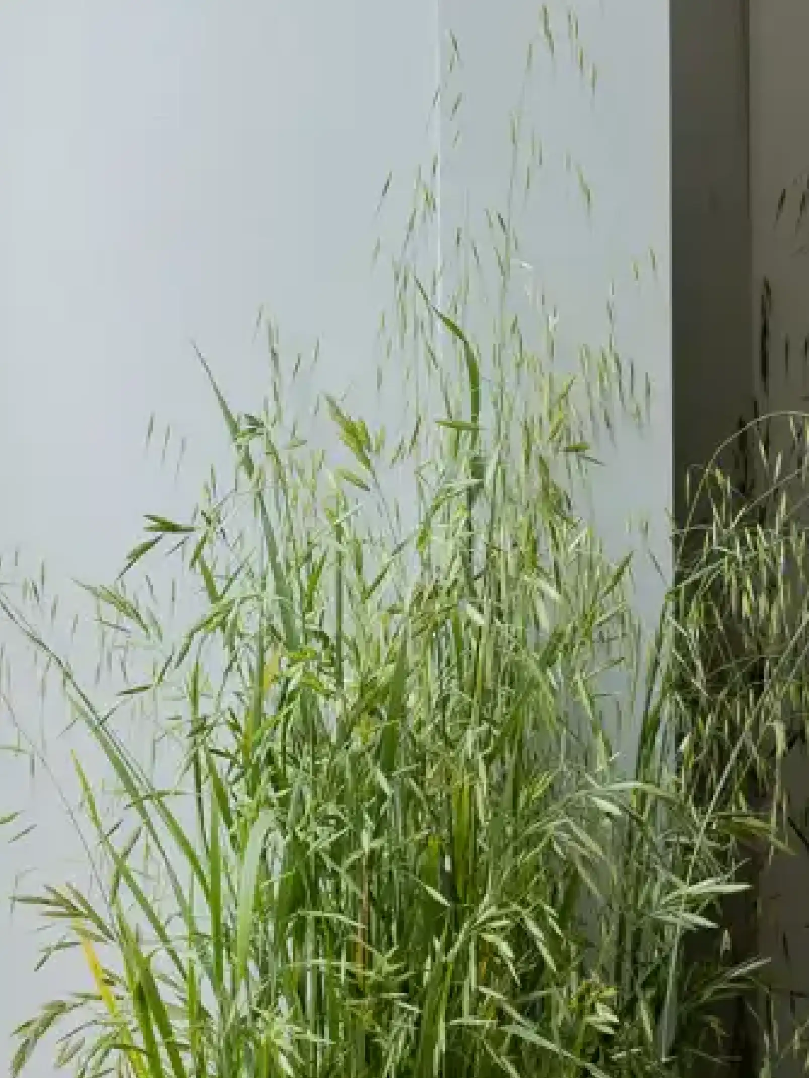 Detalle de vegetación alta y luminosa usada en instalación interior de inspiración botánica.