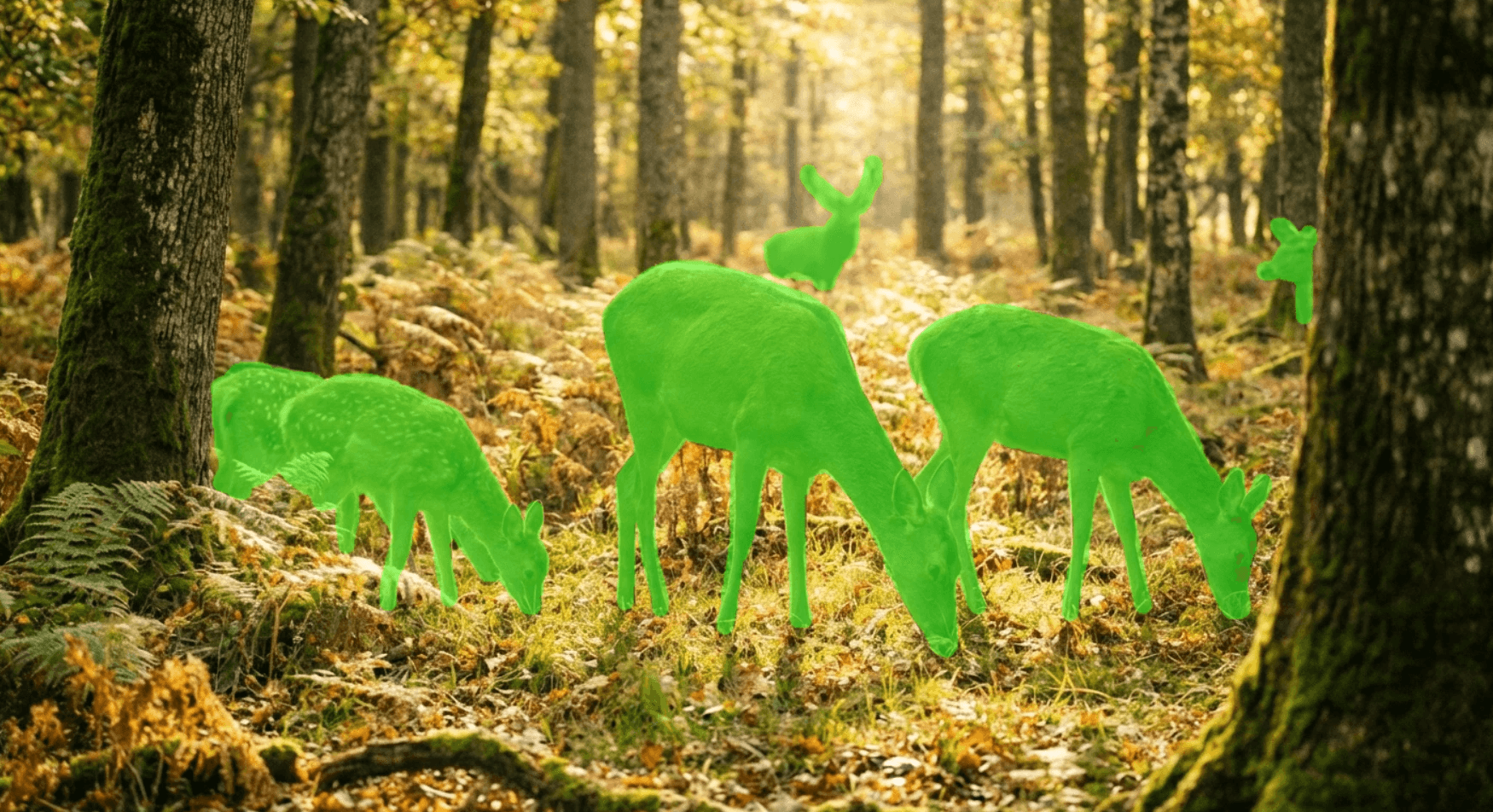 6 deer in a forest segmented by AI