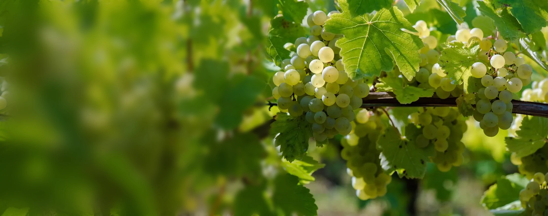 Grappe de raisin blanc sur la vigne