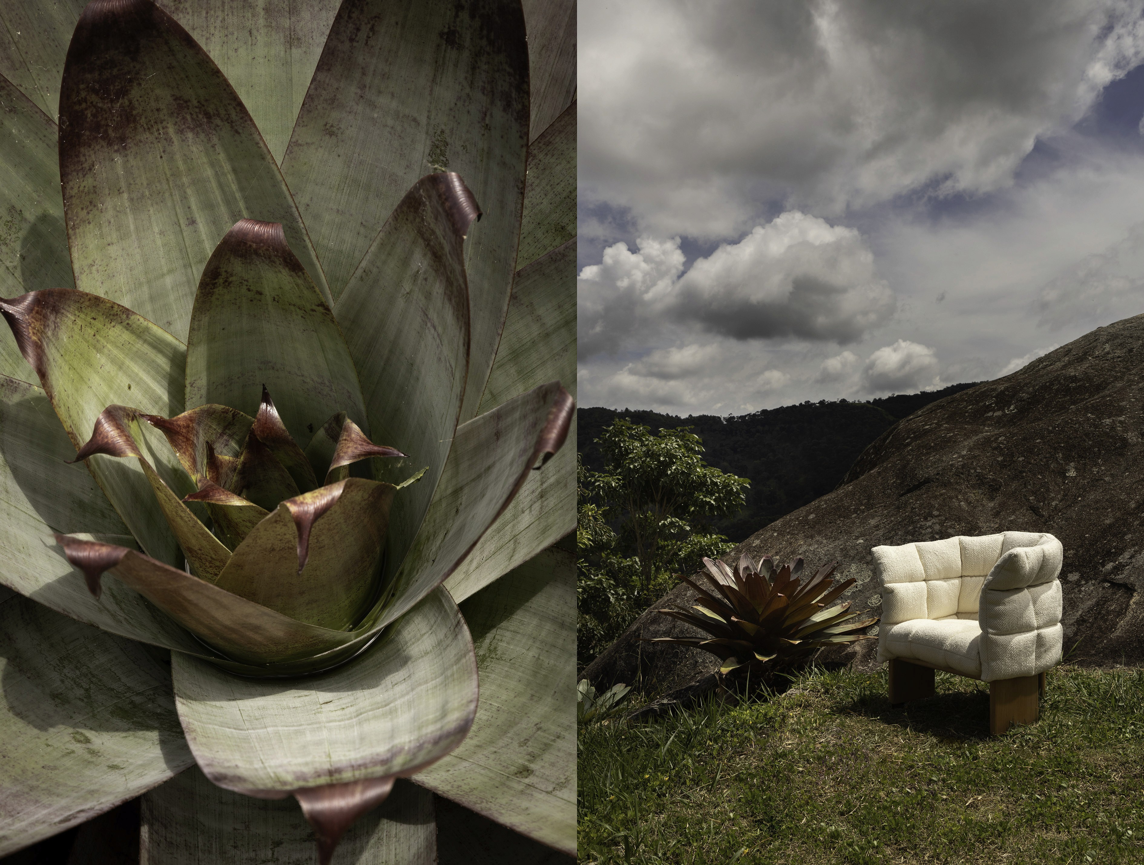 Bromelia and poltrona