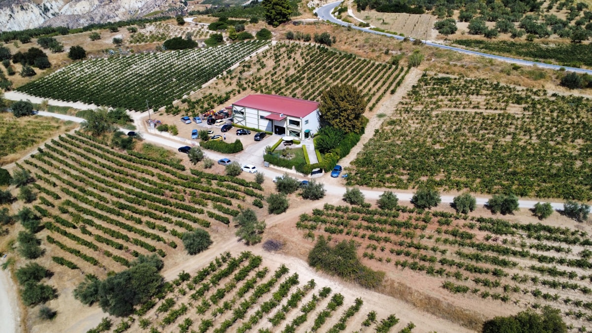 Aerial view of a Greek vineyard with green rows stretching toward the sea