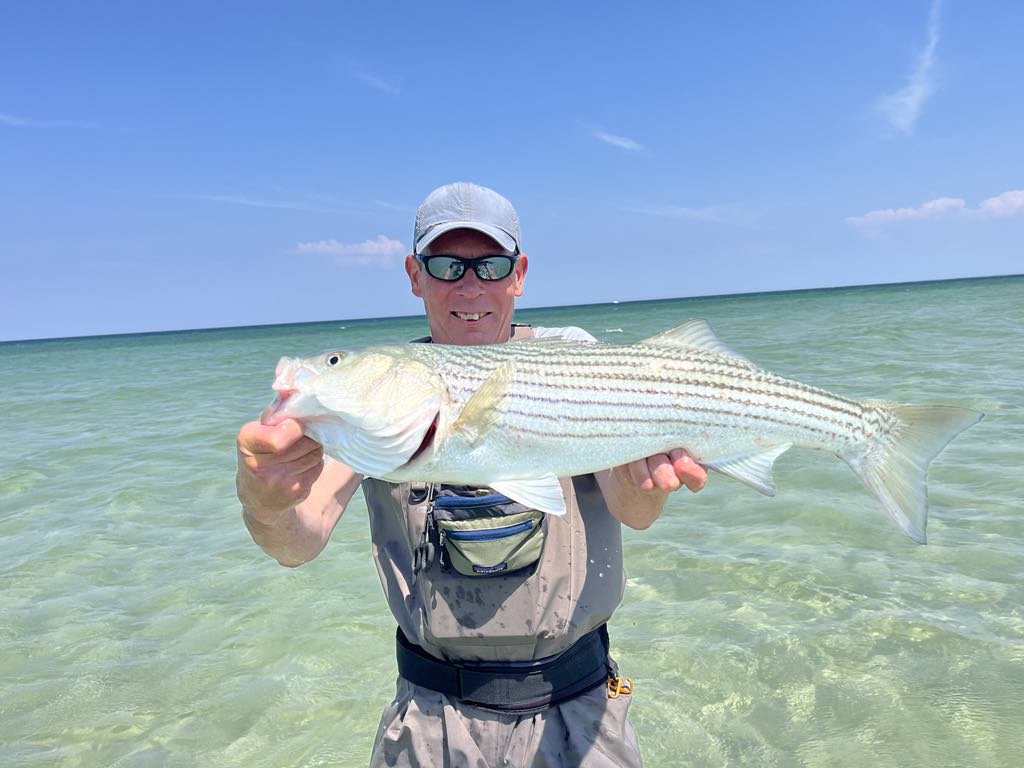 Cape Cod striped bass