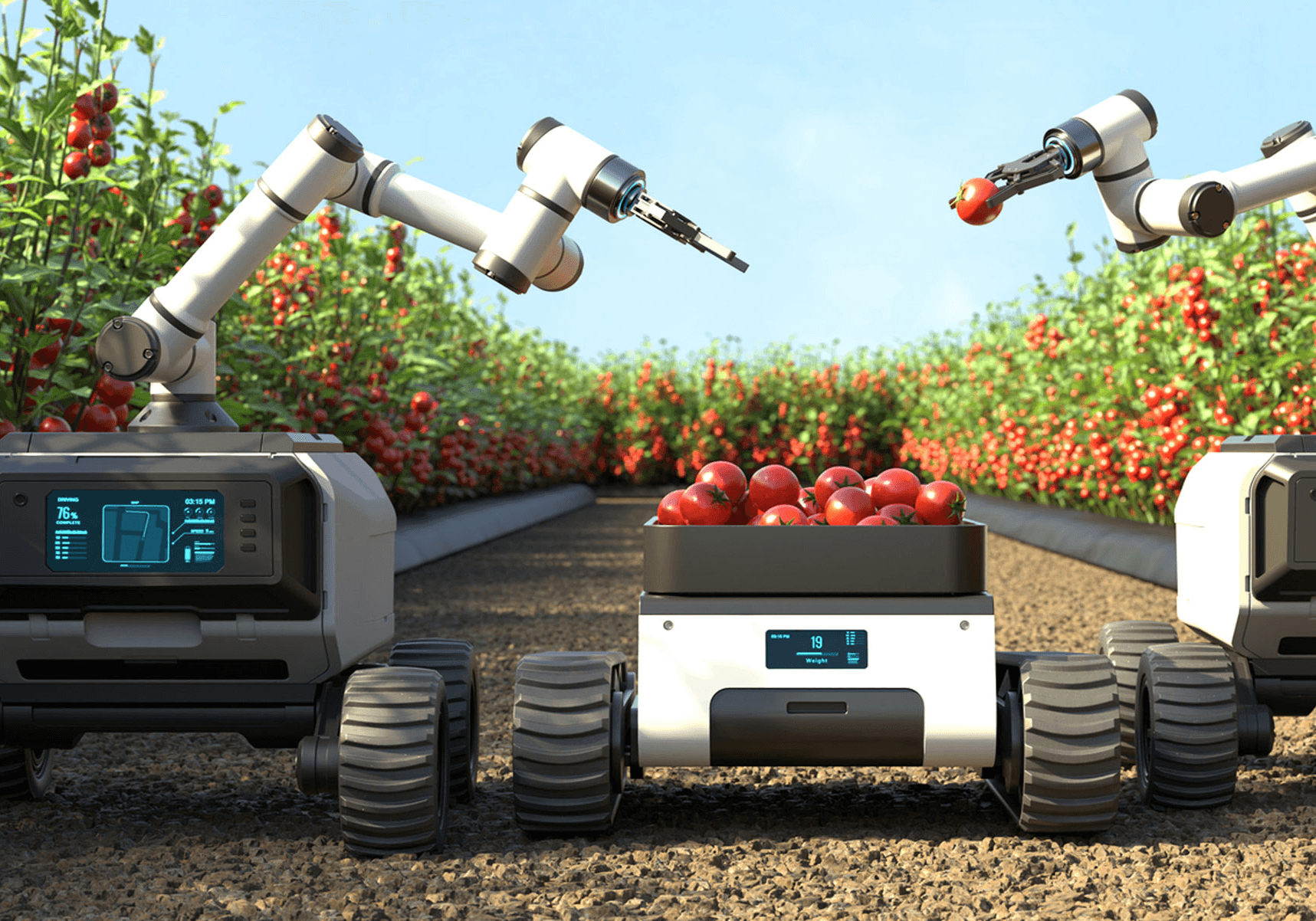 robots agriculture picking tomatoes