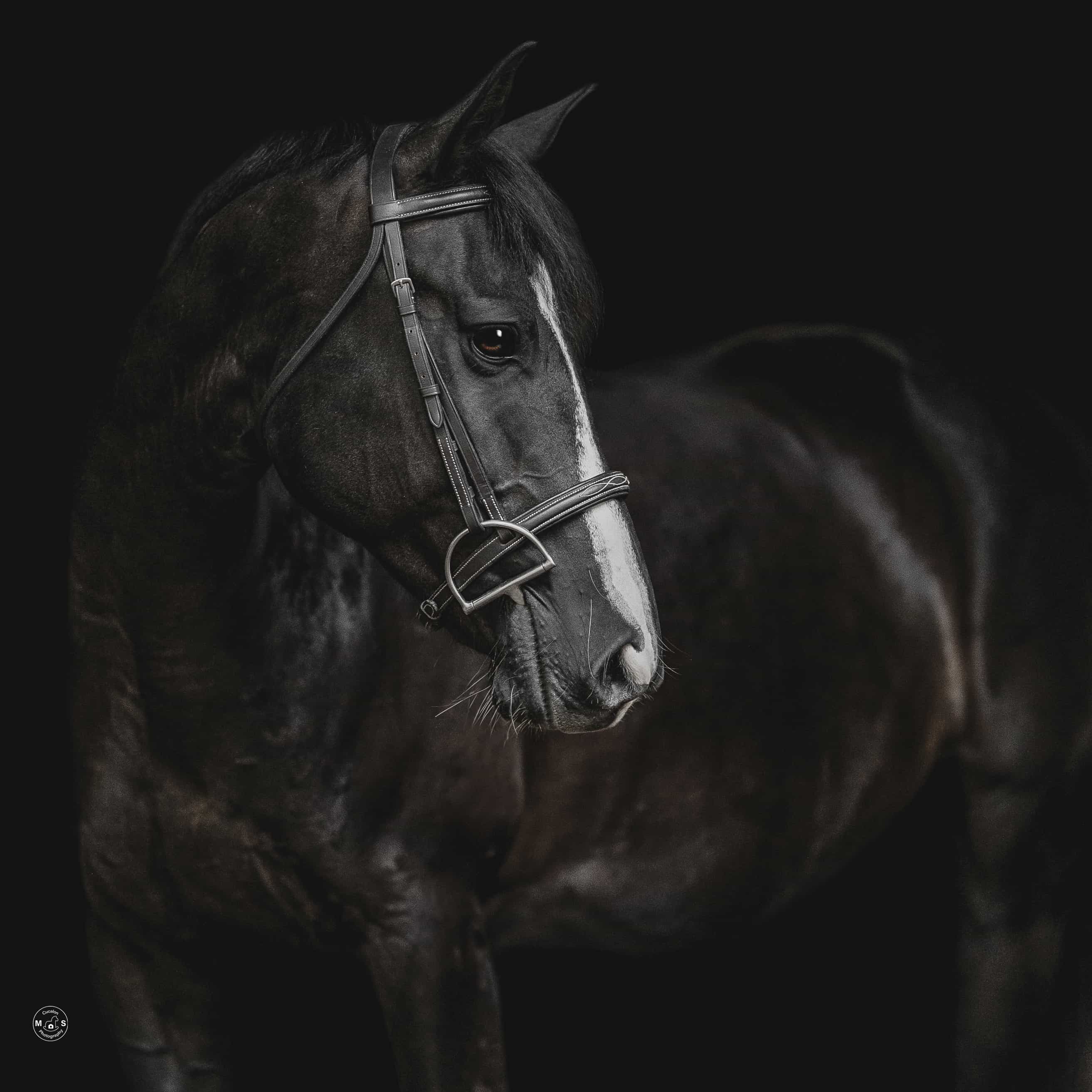 stella-luna-horse-portrait
