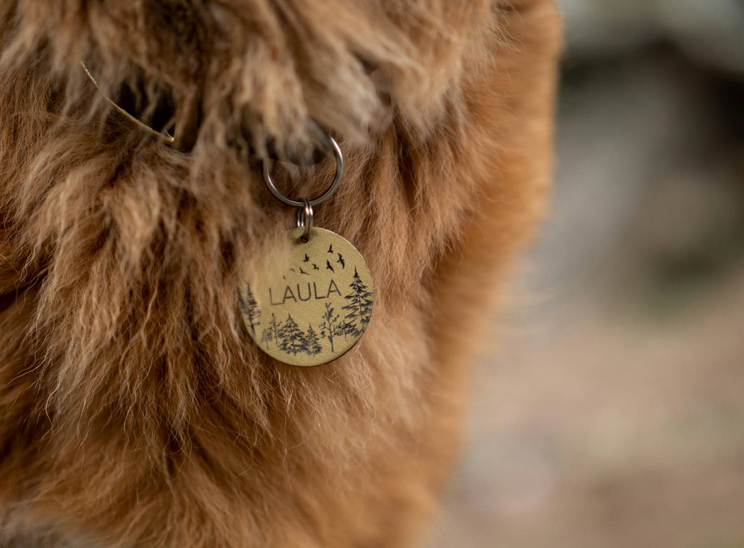 A closeup image of a fluffy brown dog displaying a pet tag