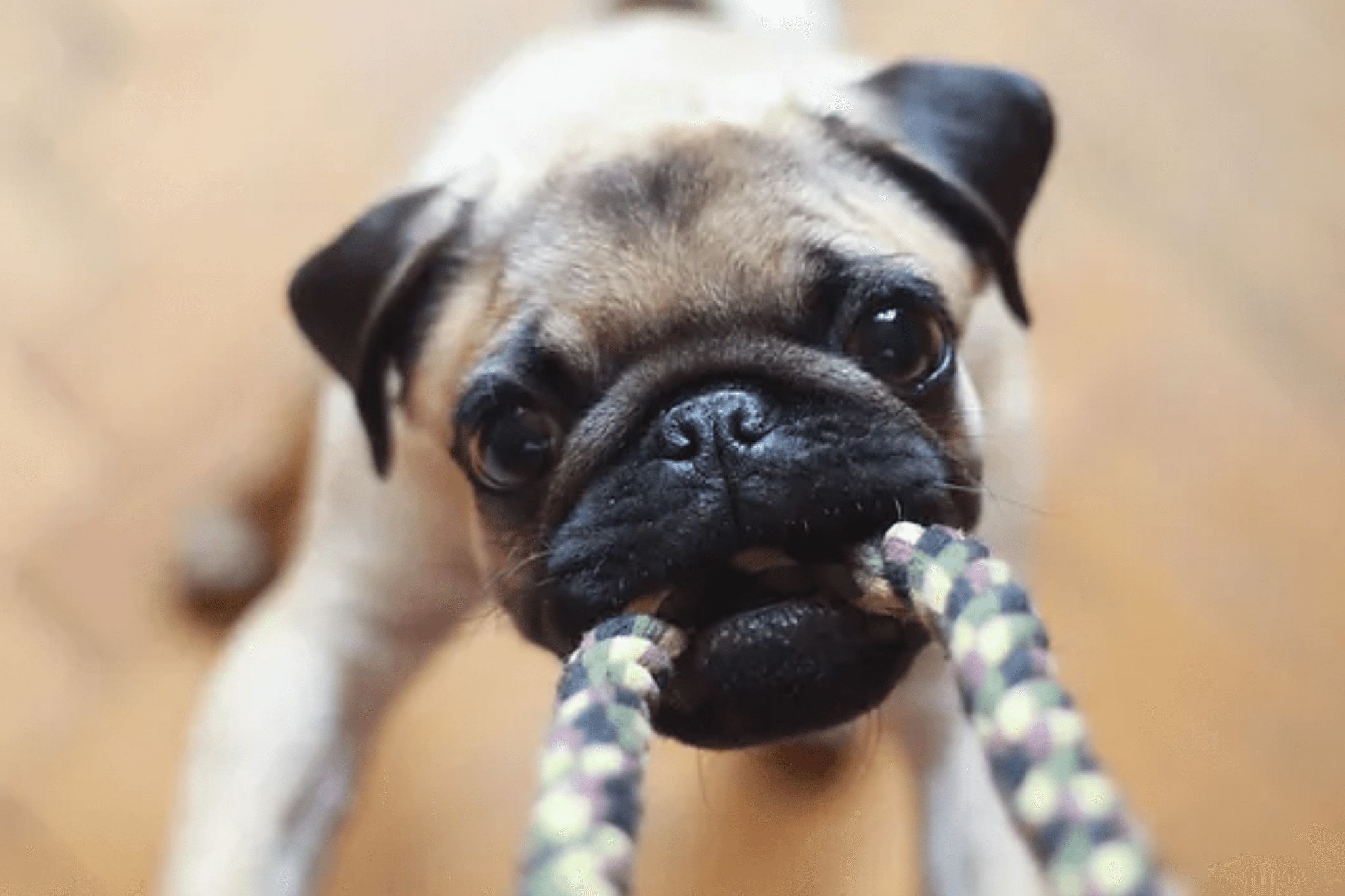 A dog is biting a chew toy and trying to pull it out.