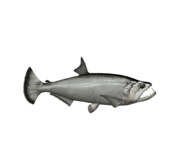 Vampire Fish- Payara