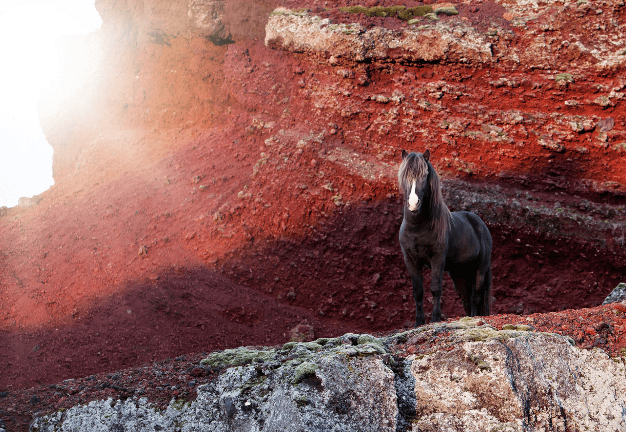 A horse with red lava field in the background