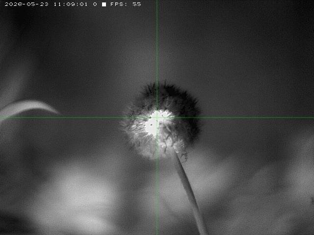 LWIR thermal capture — dandelion