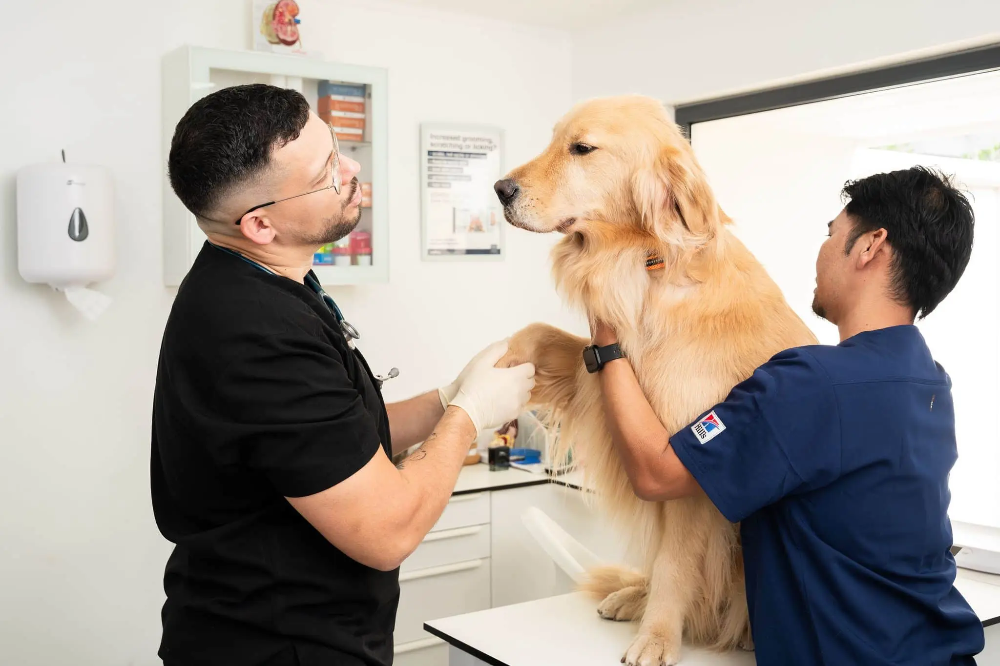 Two veterinarians are examining a dog's condition before the X-ray.