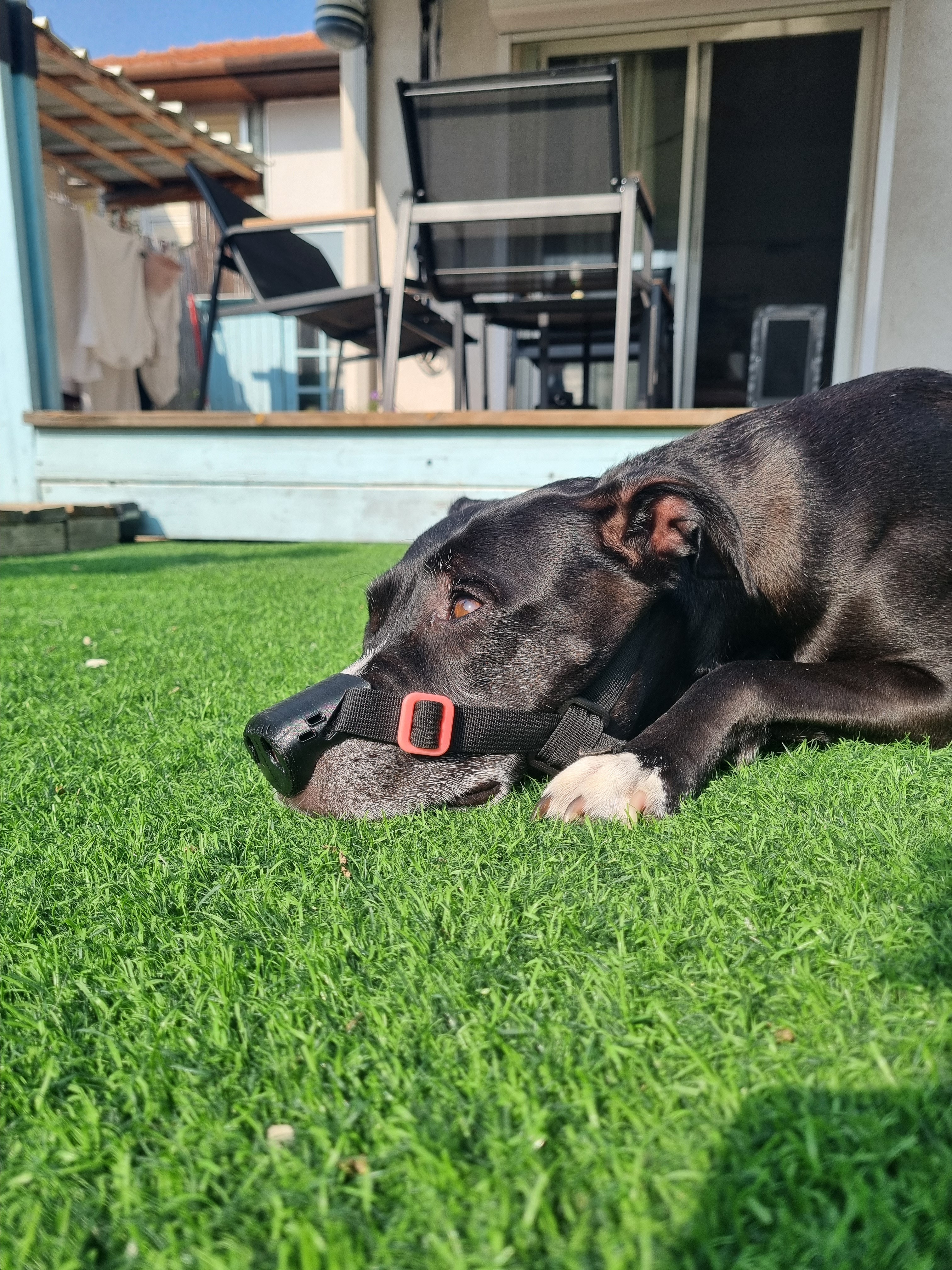 Billie the pitbull with healed nose after using SnoutCover for DLE treatment
