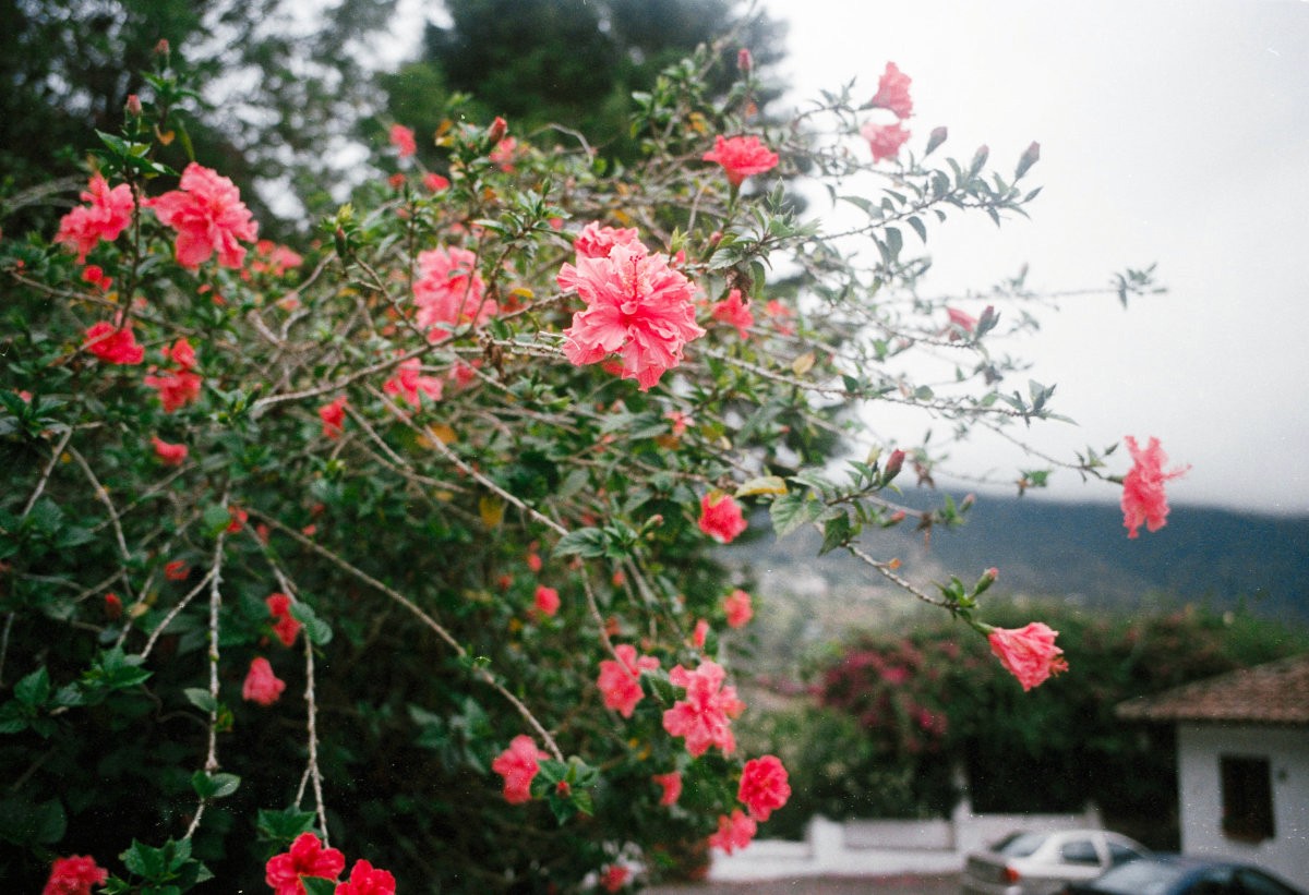 Flowers in Cuenco, Ecuador