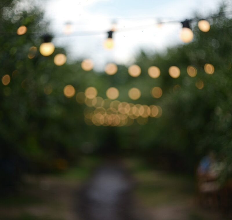 SUMMER — THE LONG EVENINGS