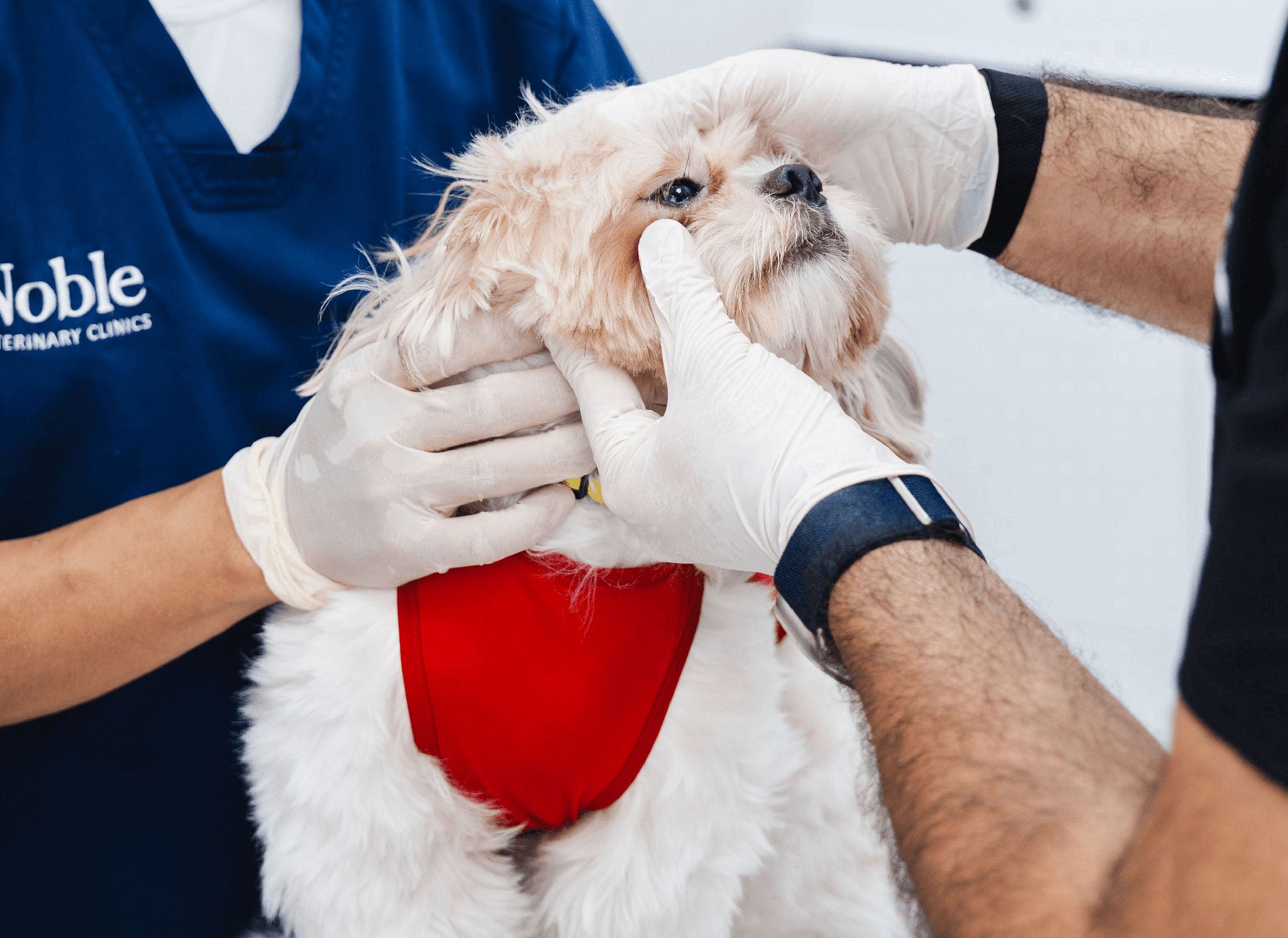 A veterinarian is holding a dog's eyes up to check their condition. Another vet is holding the dog to keep it stable.